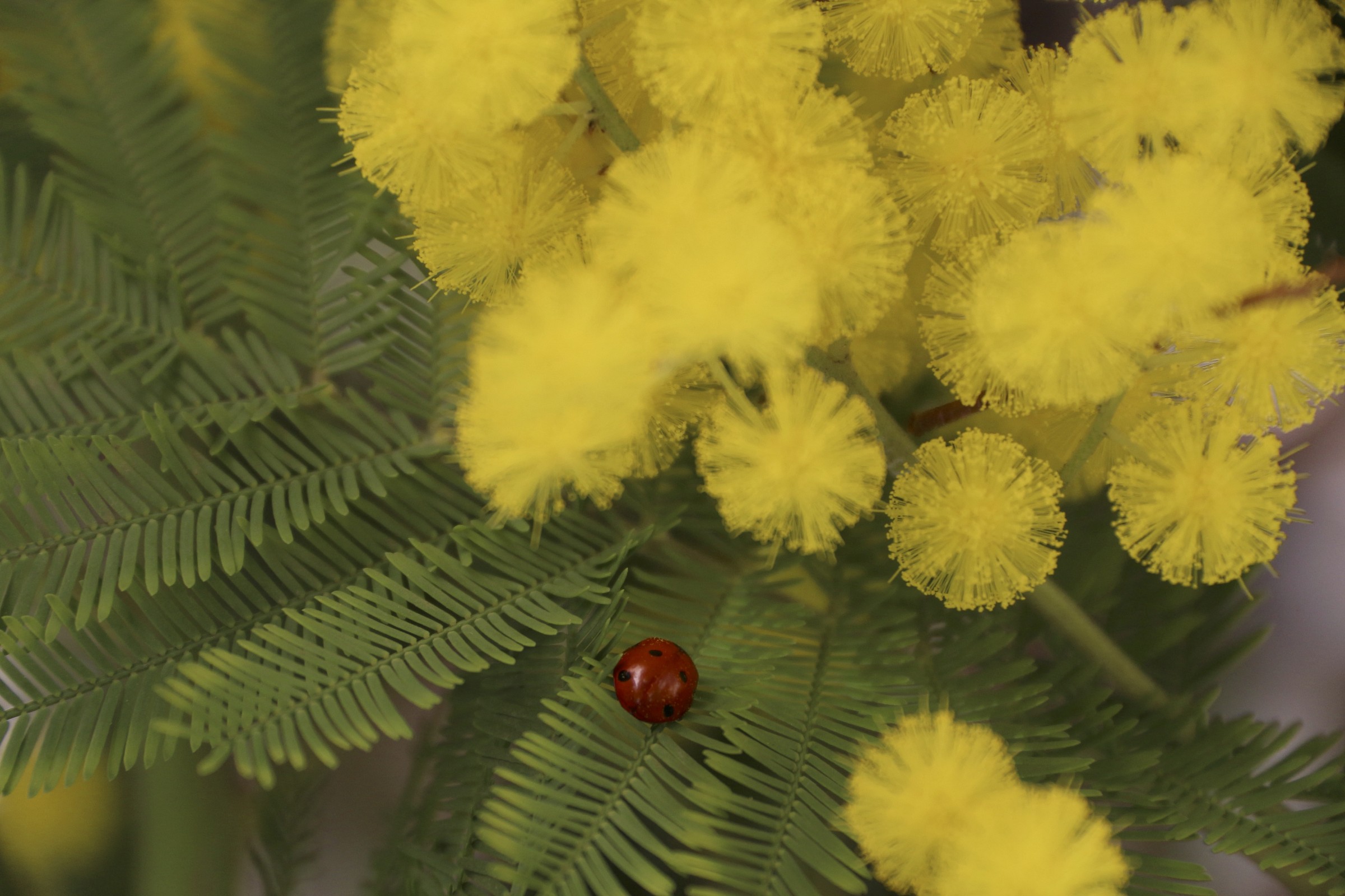 I fuochi d'artificio e la coccinella