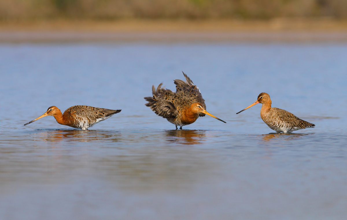 Godwits