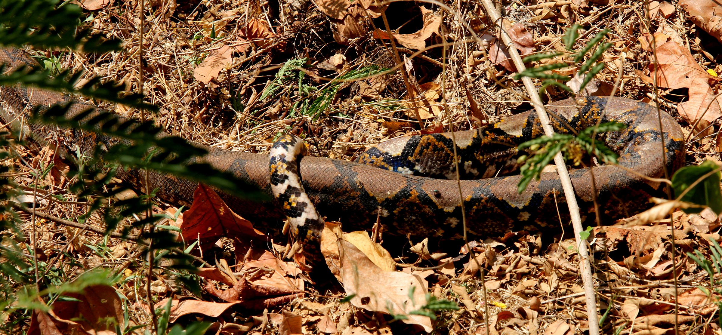 I assure you that he was alive