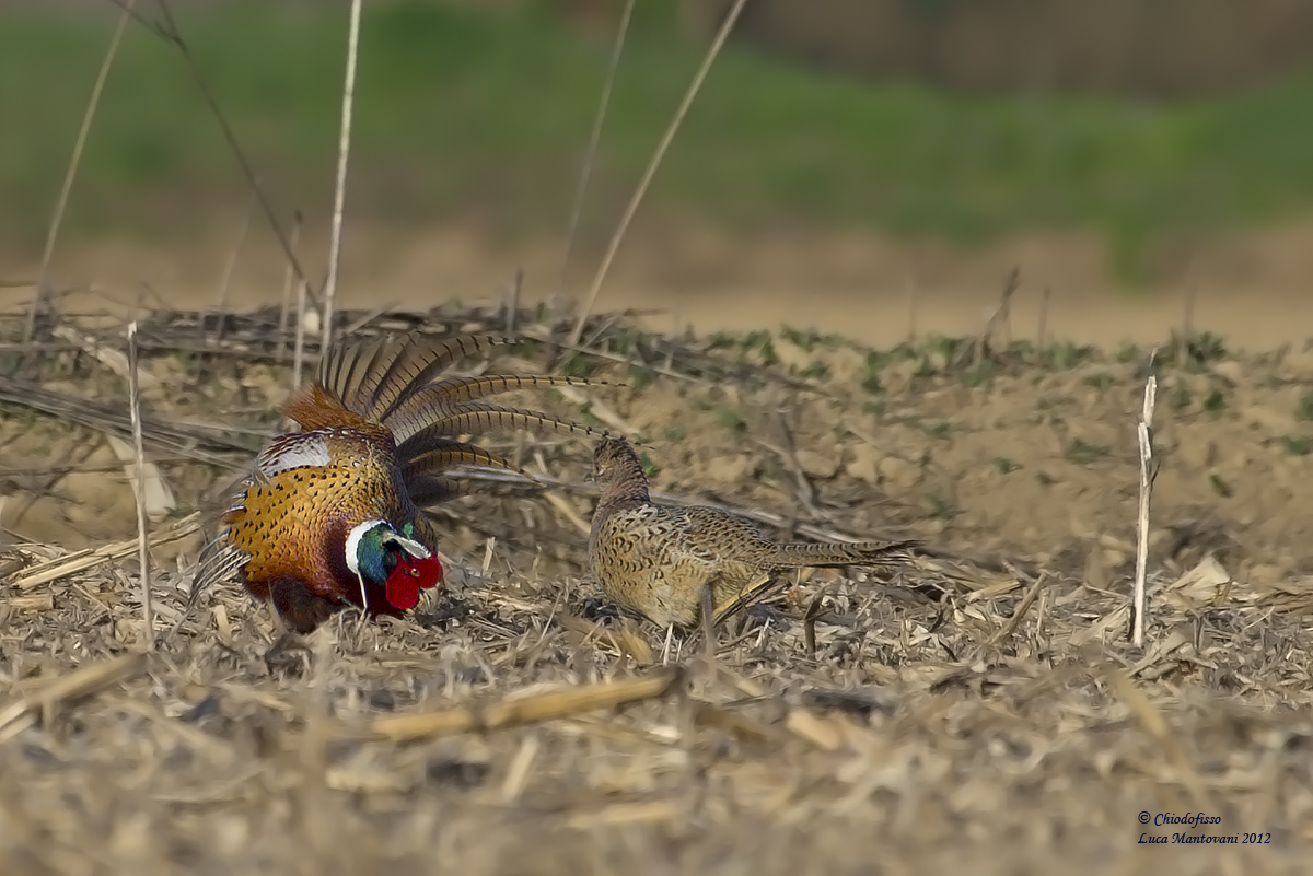 Fagiano in corteggiamento