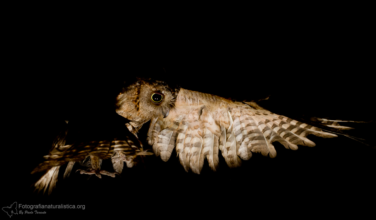 Scops owl (Otus scops)