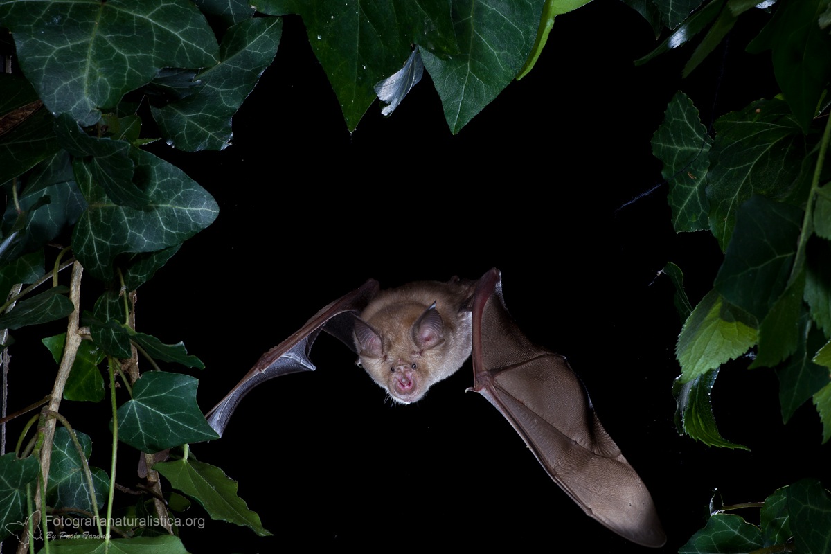 Ferro di cavallo maggiore Rhinolophus ferrumequinum