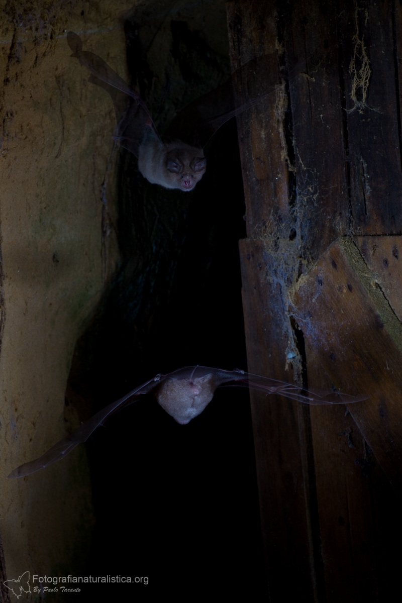 Ferro di cavallo maggiore Rhinolophus ferrumequinum