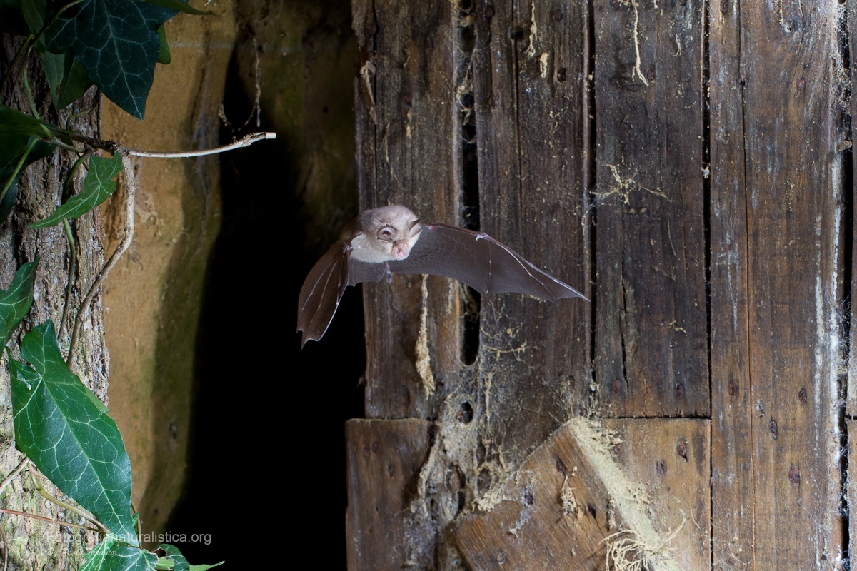 Ferro di cavallo minore Rhinolophus hipposideros