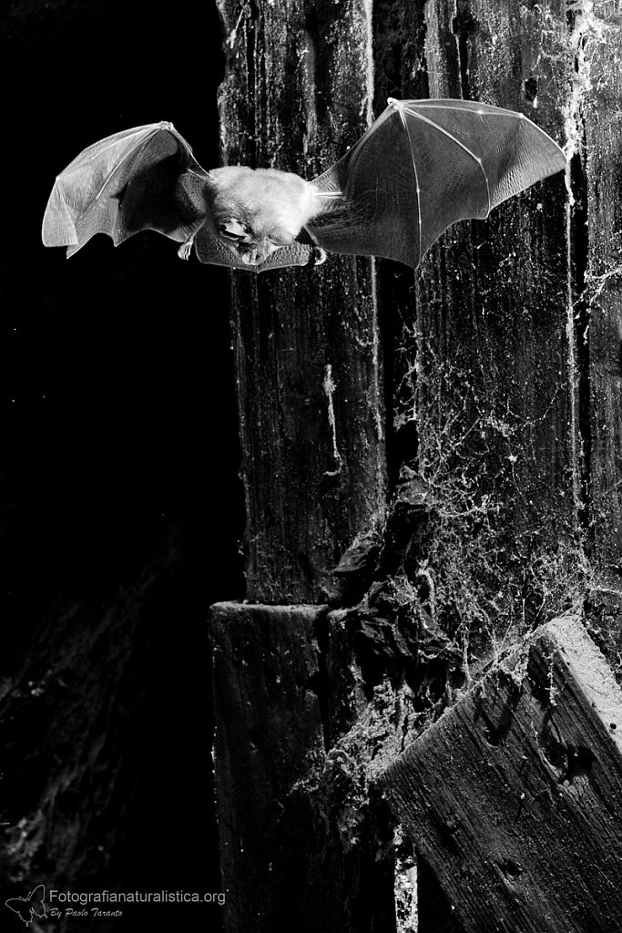 Ferro di cavallo minore Rhinolophus hipposideros