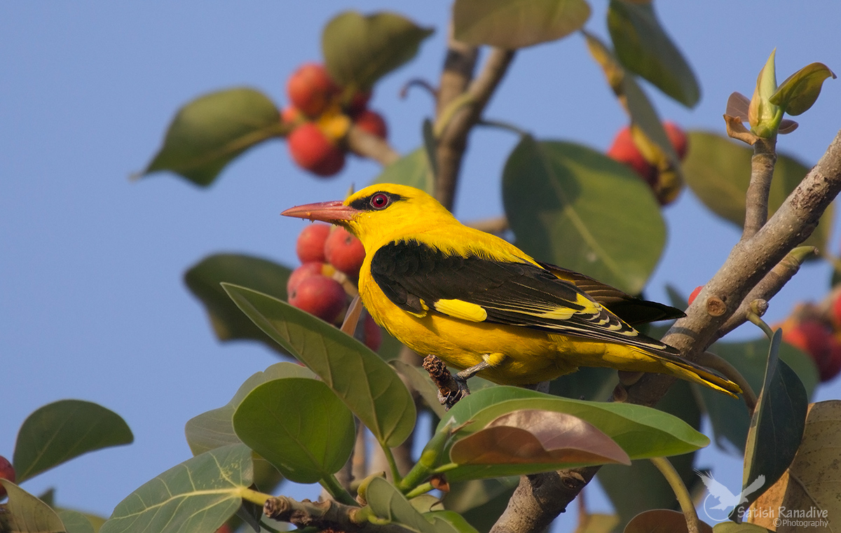 Indian Golden Oriole.