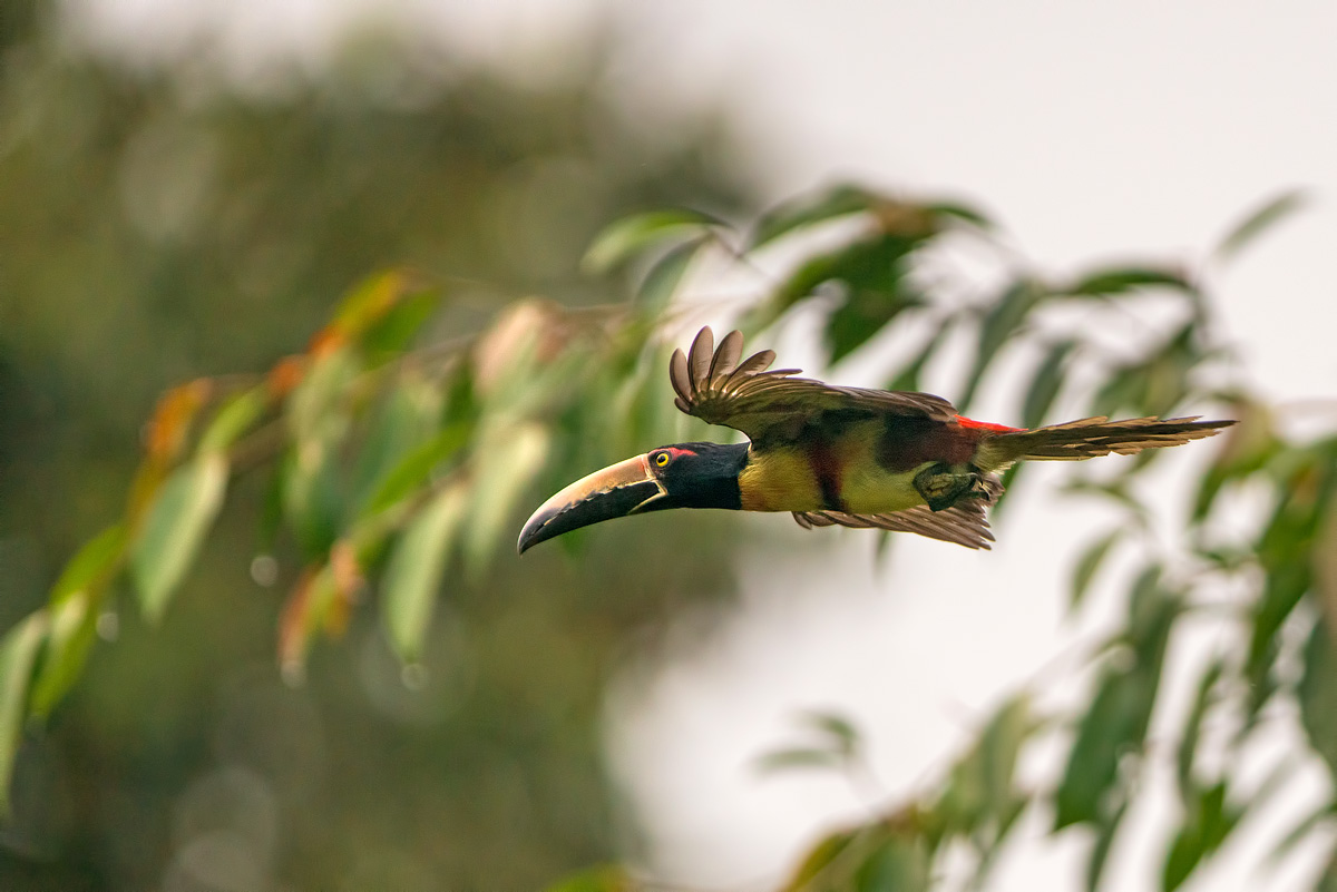 flight dell'aracari