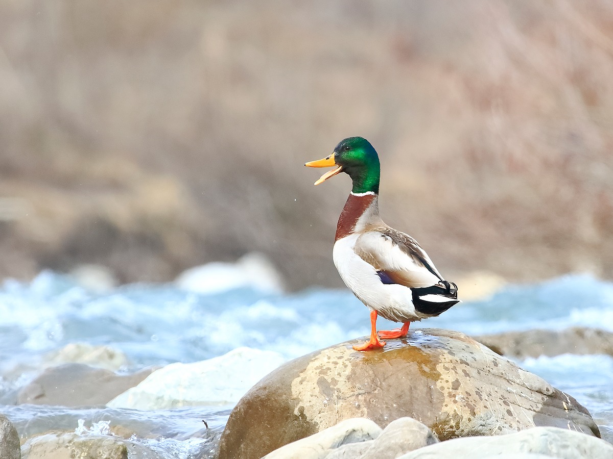Mallard