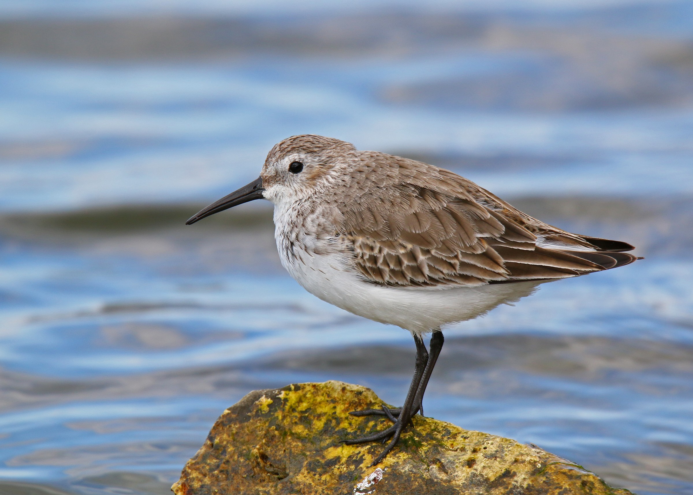 Dunlin