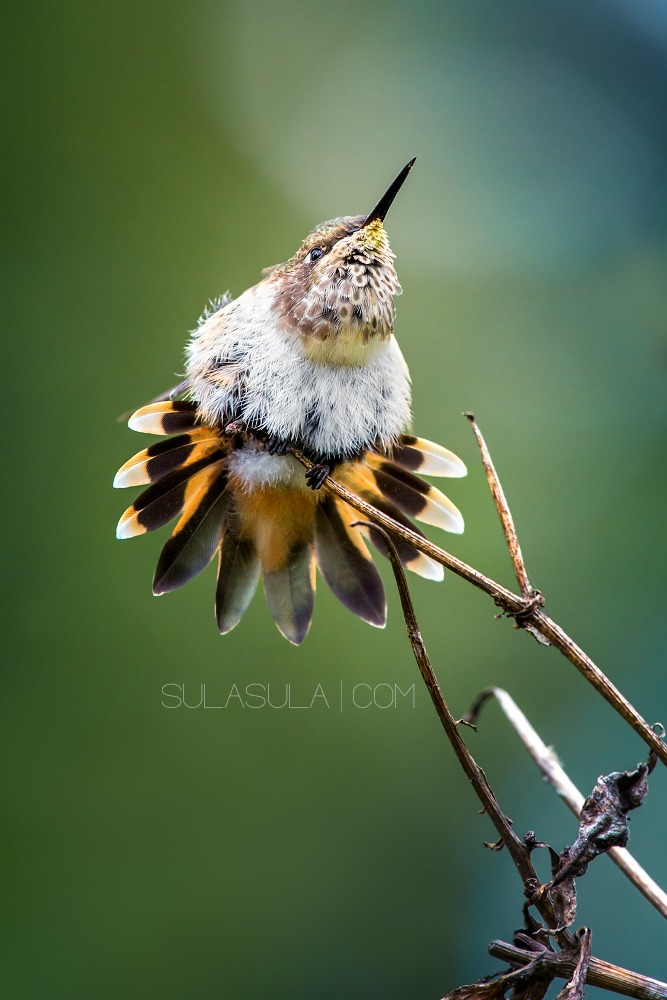 Volcano Hummingbird | Panama