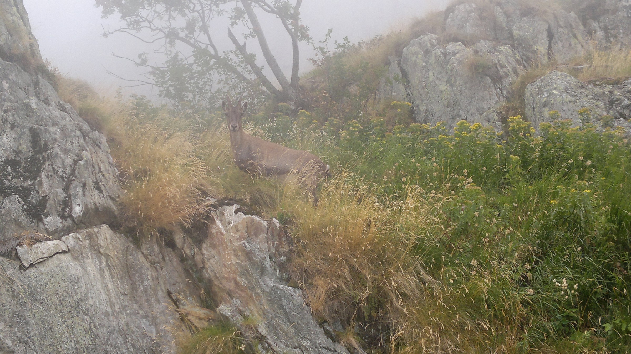 Chamois in the fog