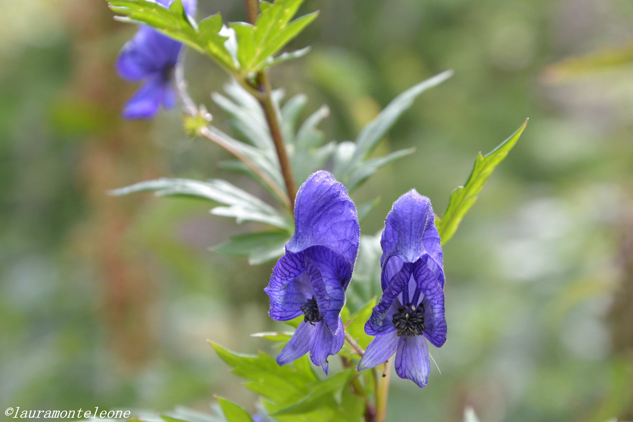 Aconitum napellus