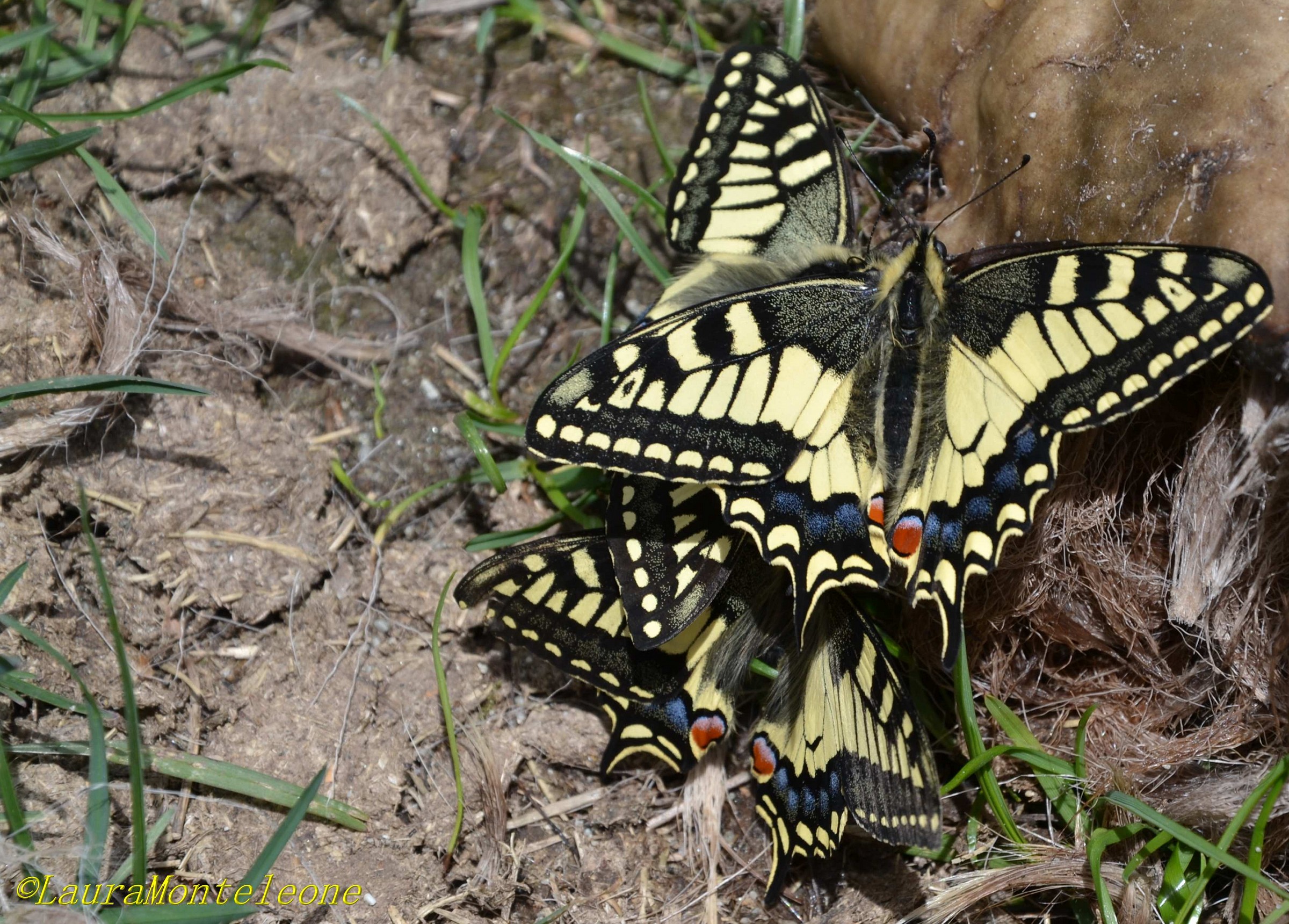 Machaon