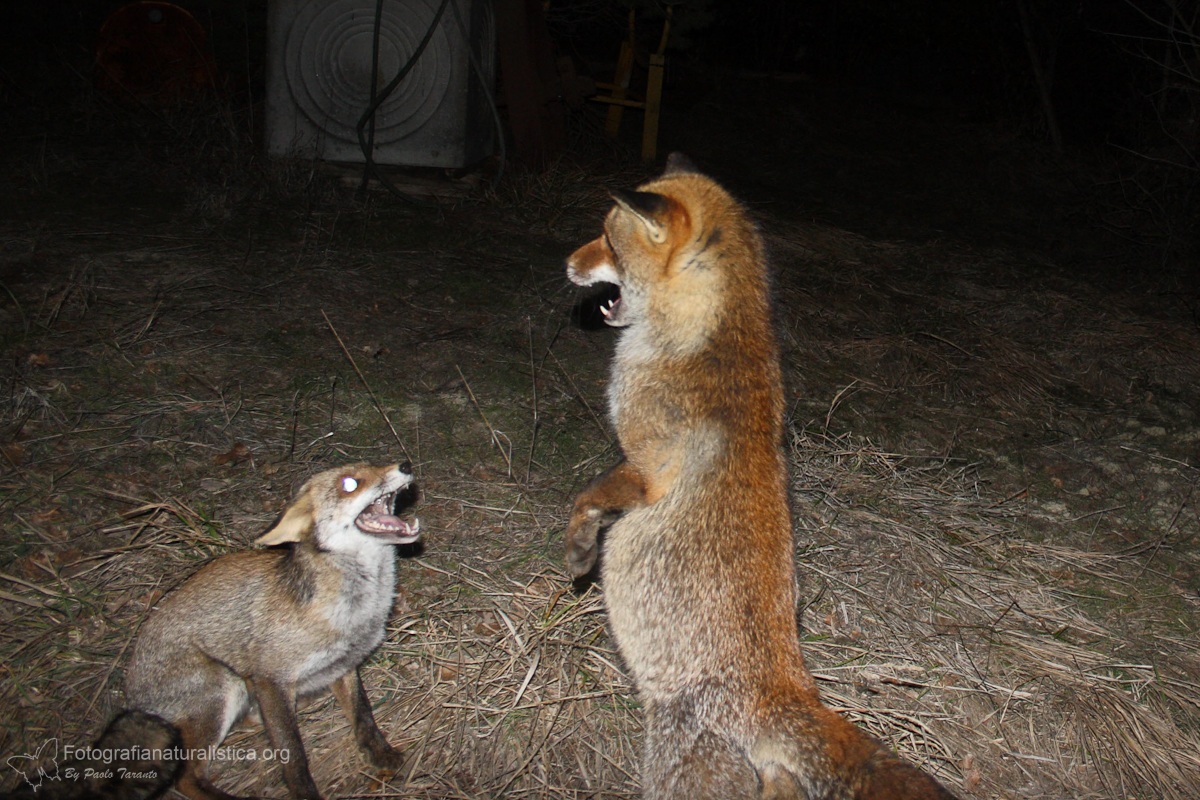 foxes quarrelsome