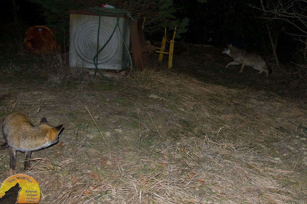 Ops! mi è sembrato di vedere un Lupo!