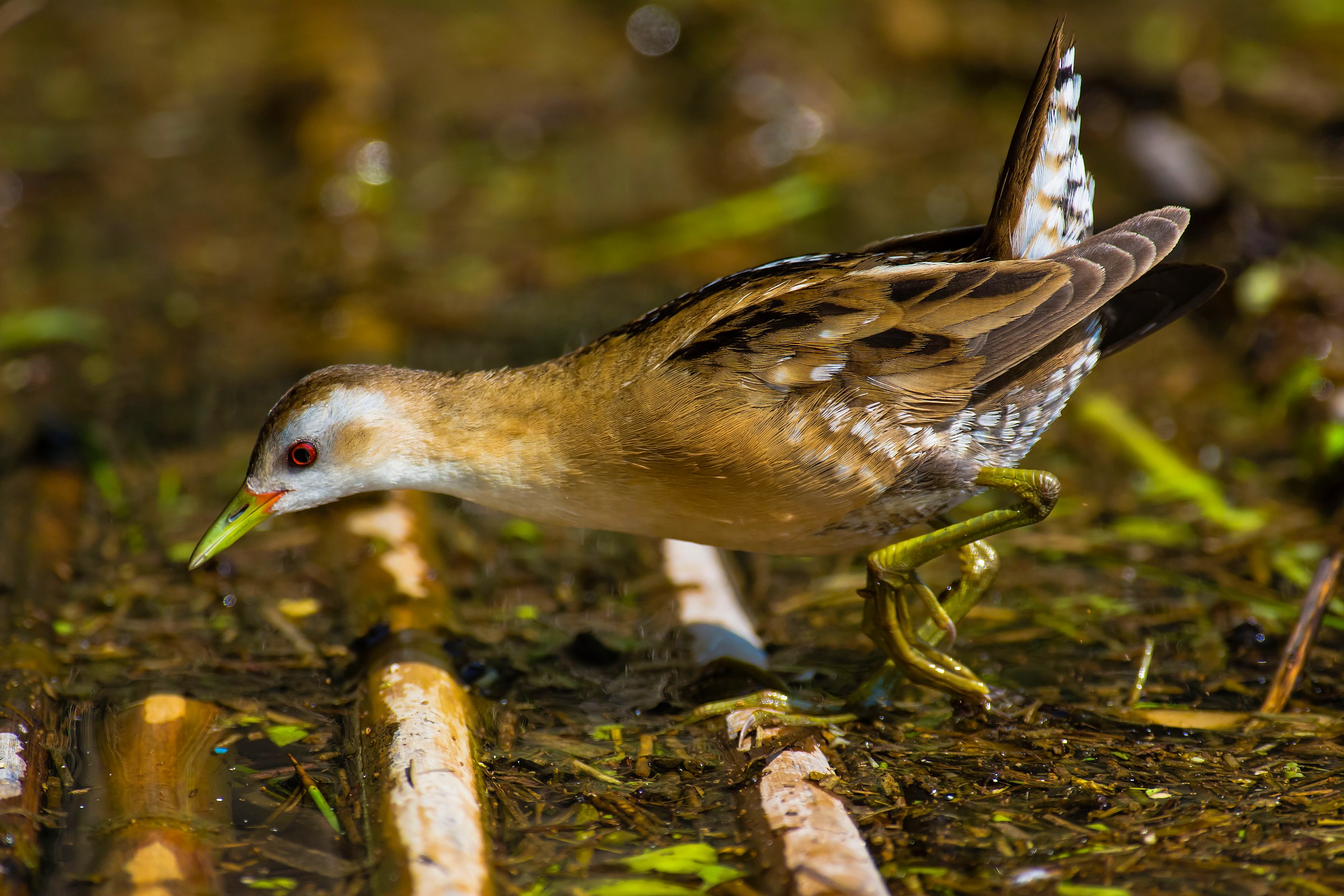 Little Crake