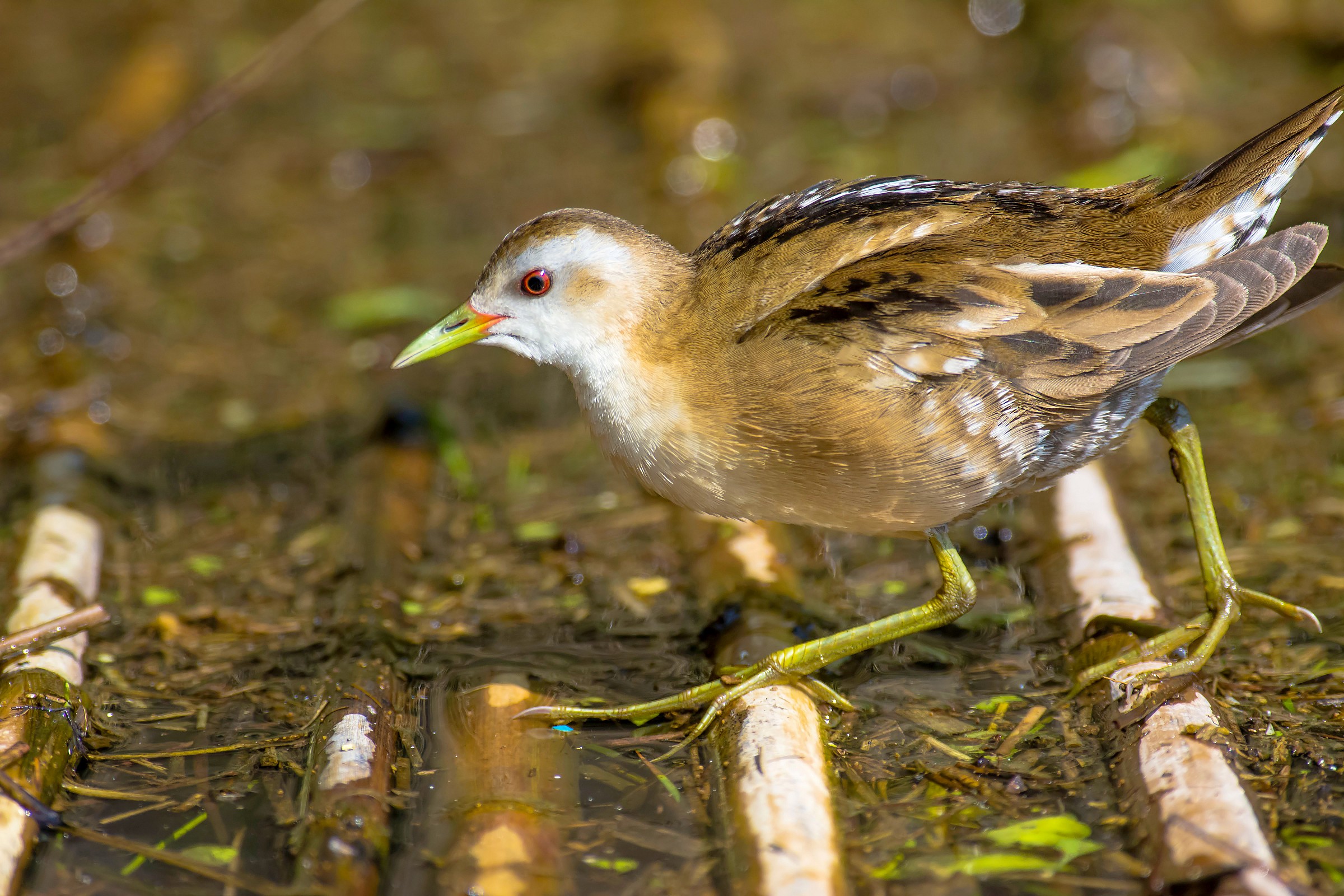 Little Crake