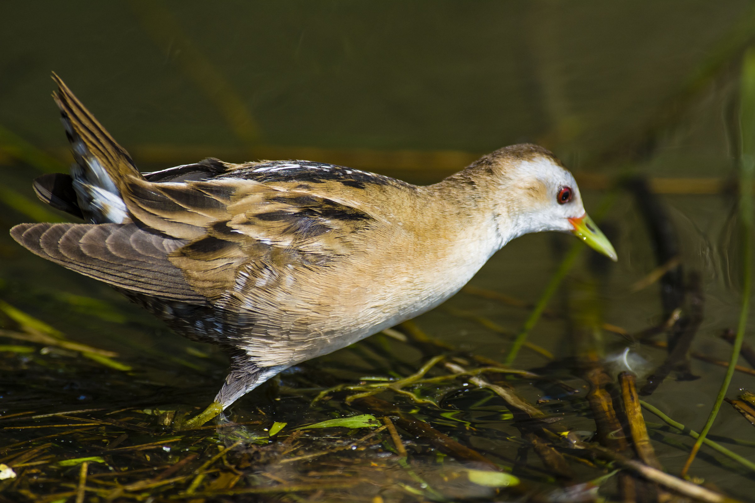 Little Crake