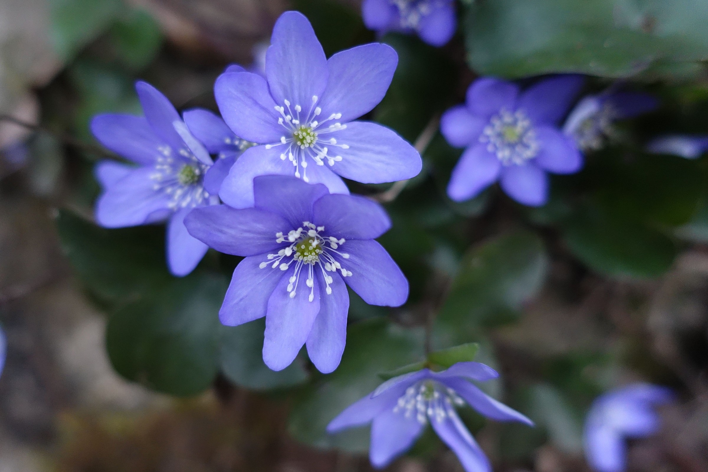 fiori di anemone epatica