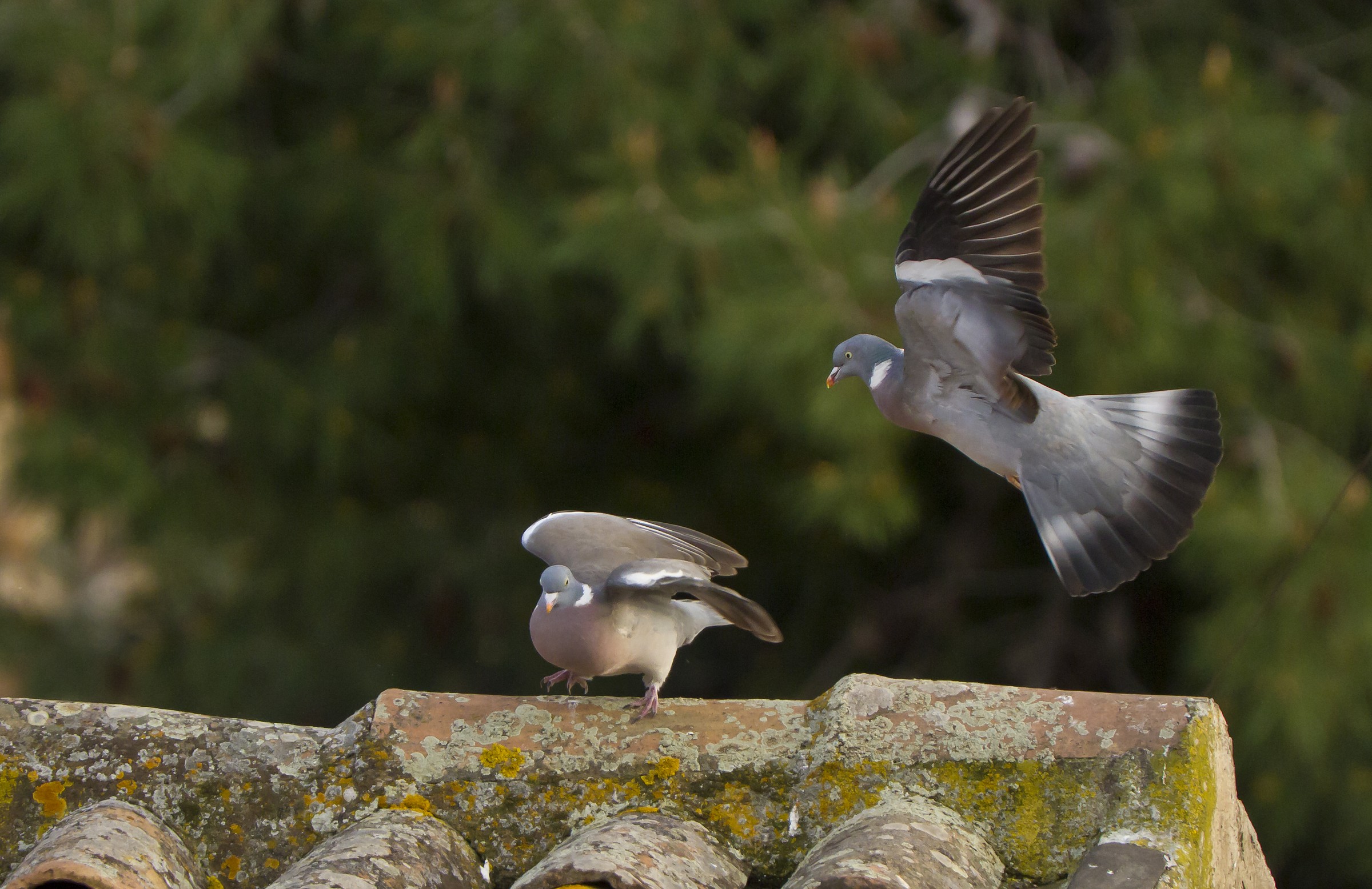 Danzare e volare per Amore