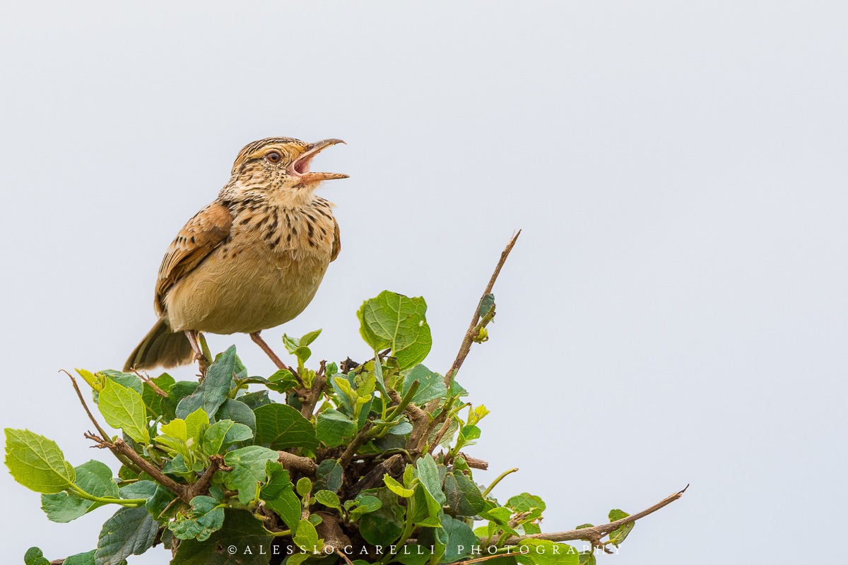 Rufous-naped Lark