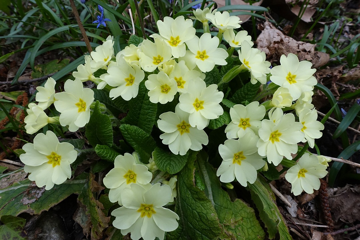 wild primroses
