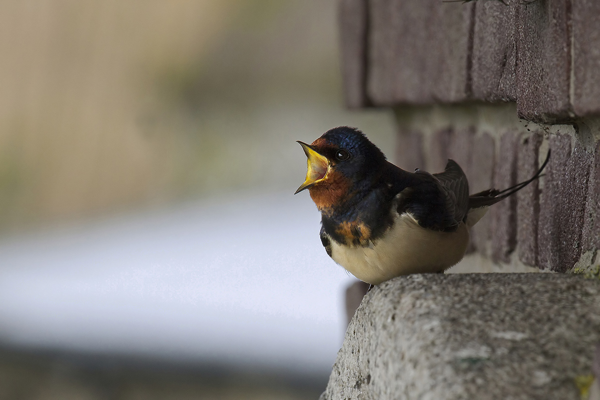 Una rondine non fa primavera...