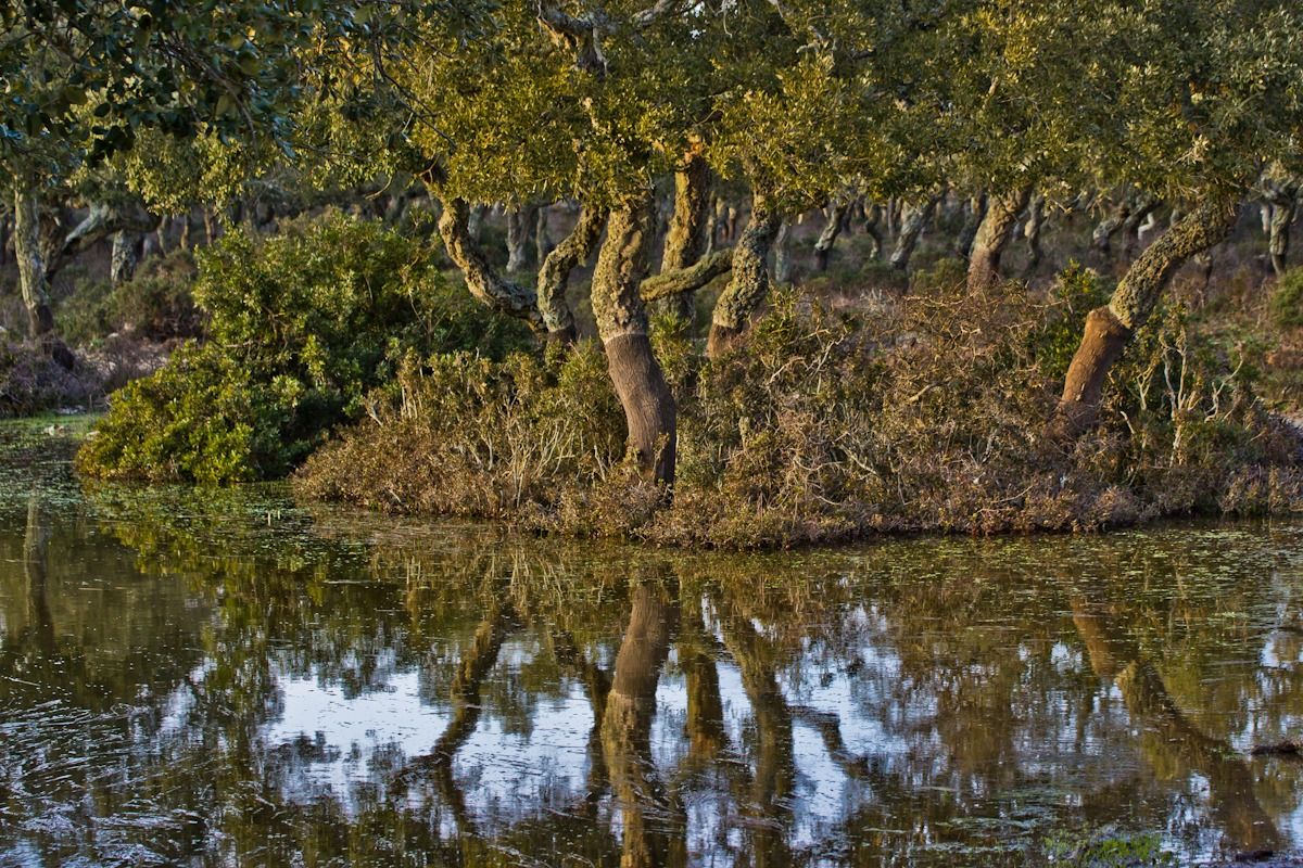 Riflessi sulla Giara di Gesturi