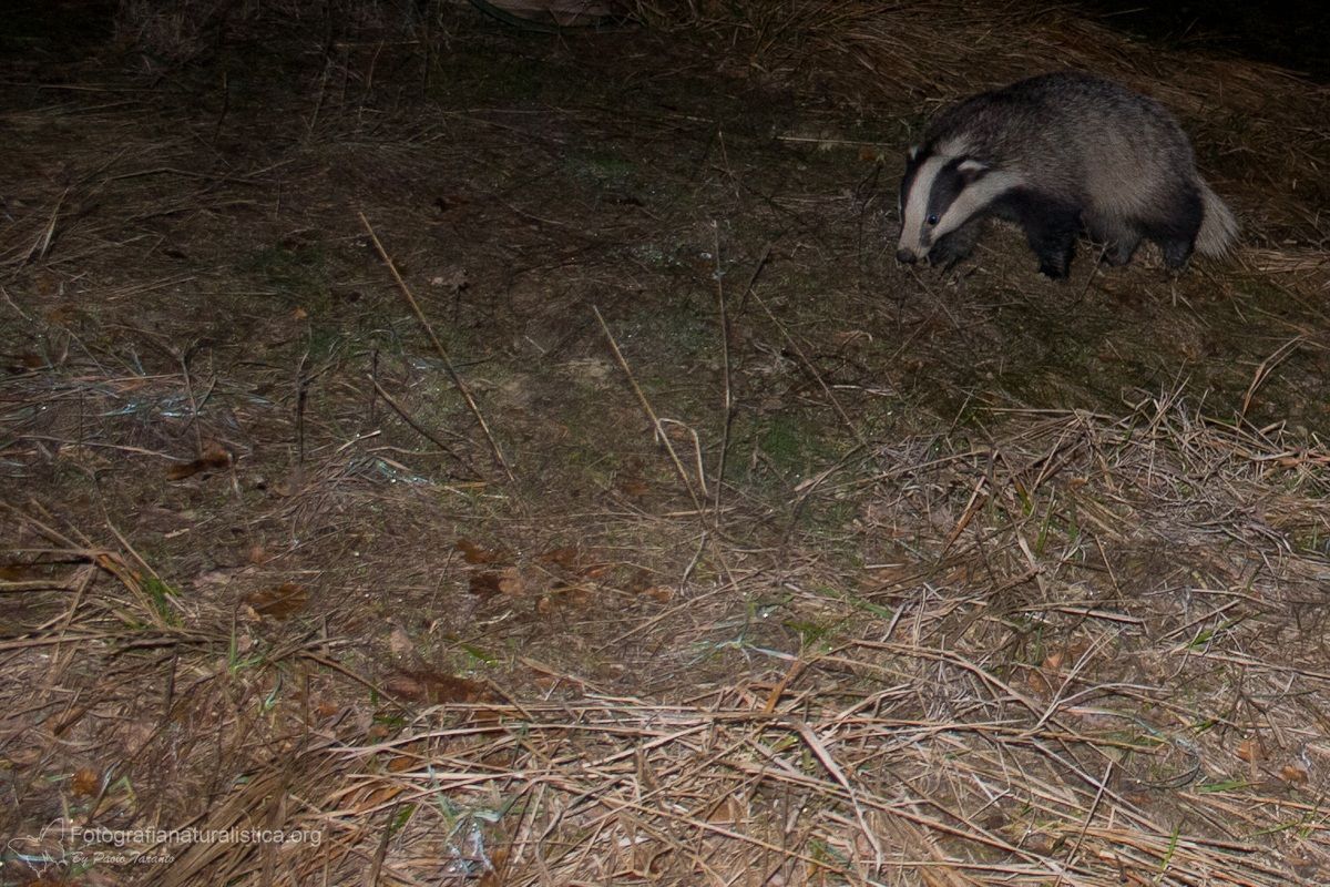 Tasso (Meles meles) - Eurasian Badger