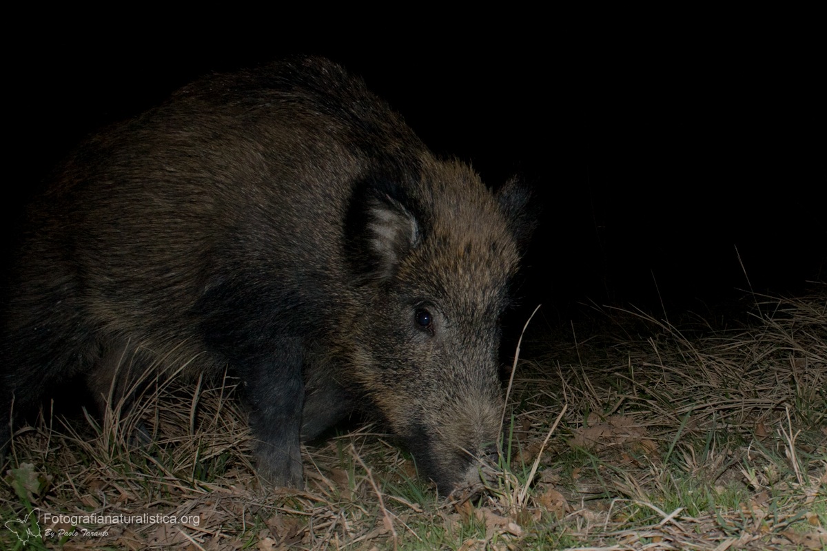 Boar