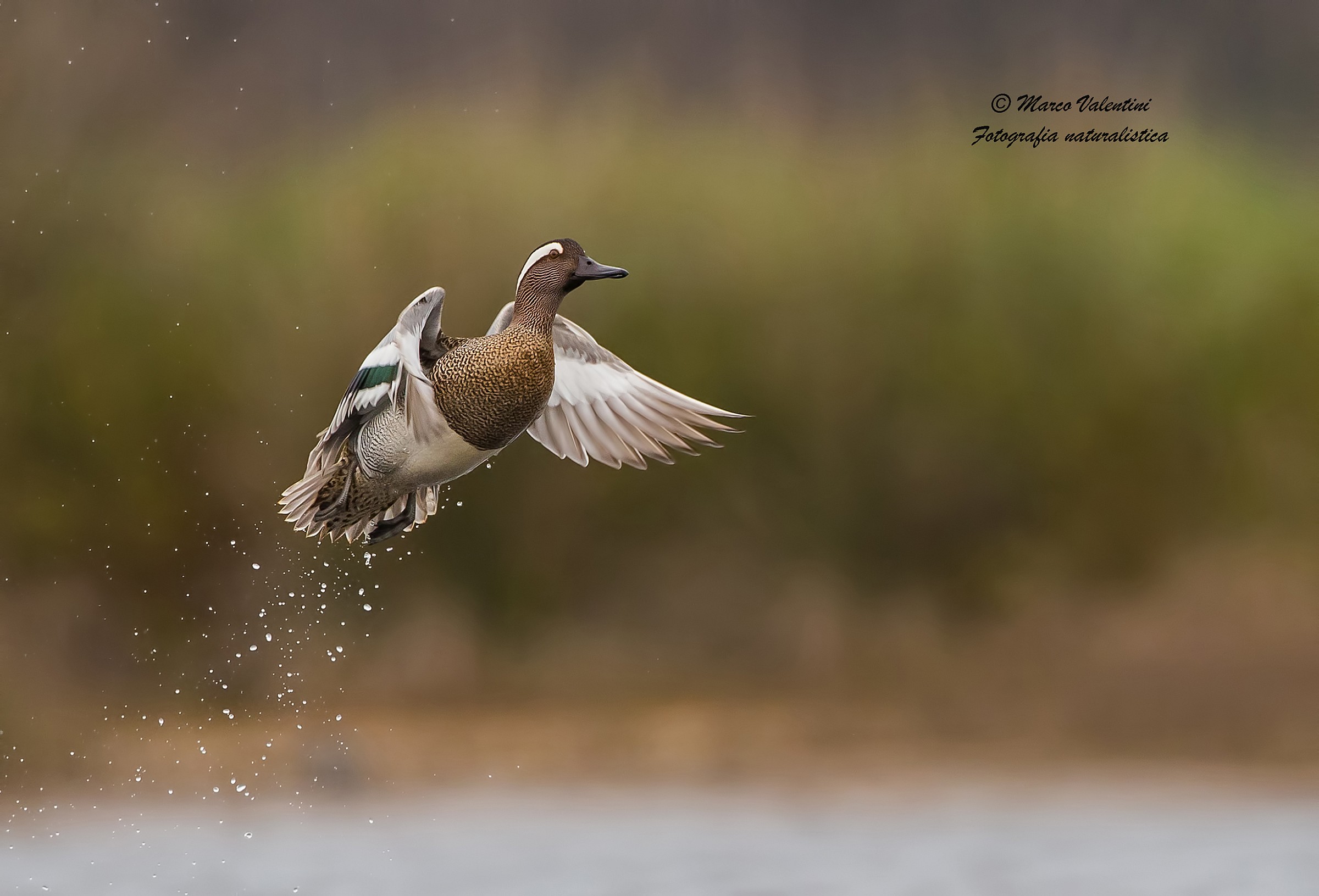 Garganey