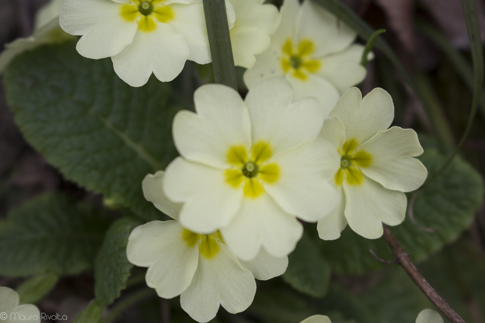 Primroses