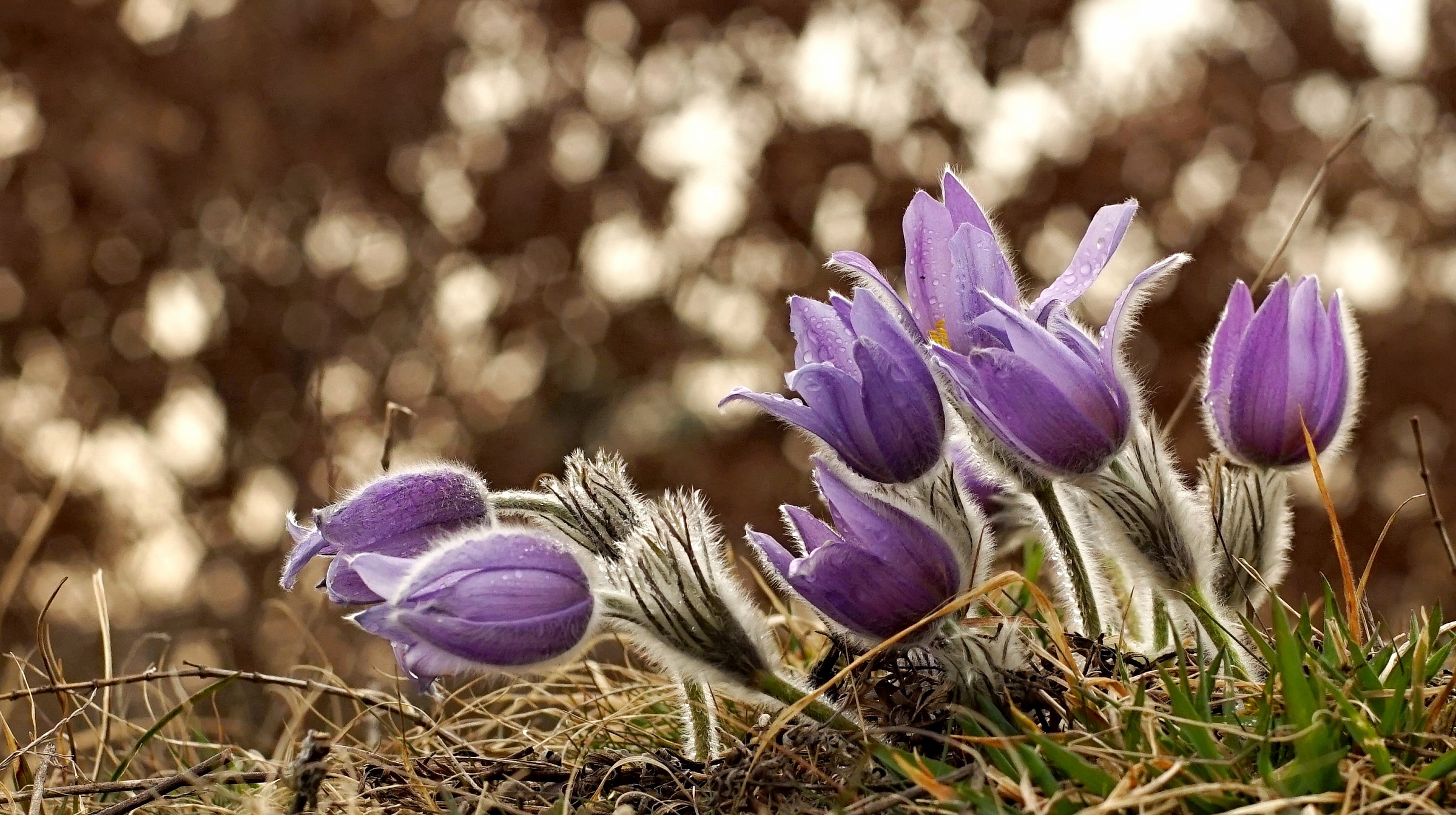 Pulsatilla - pasqueflower II