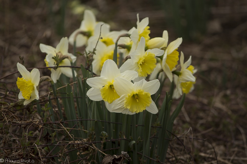 Daffodils