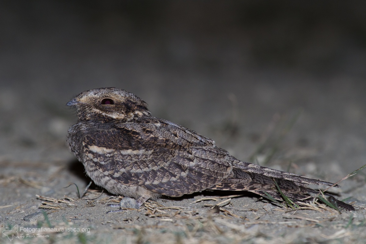 Nightjar
