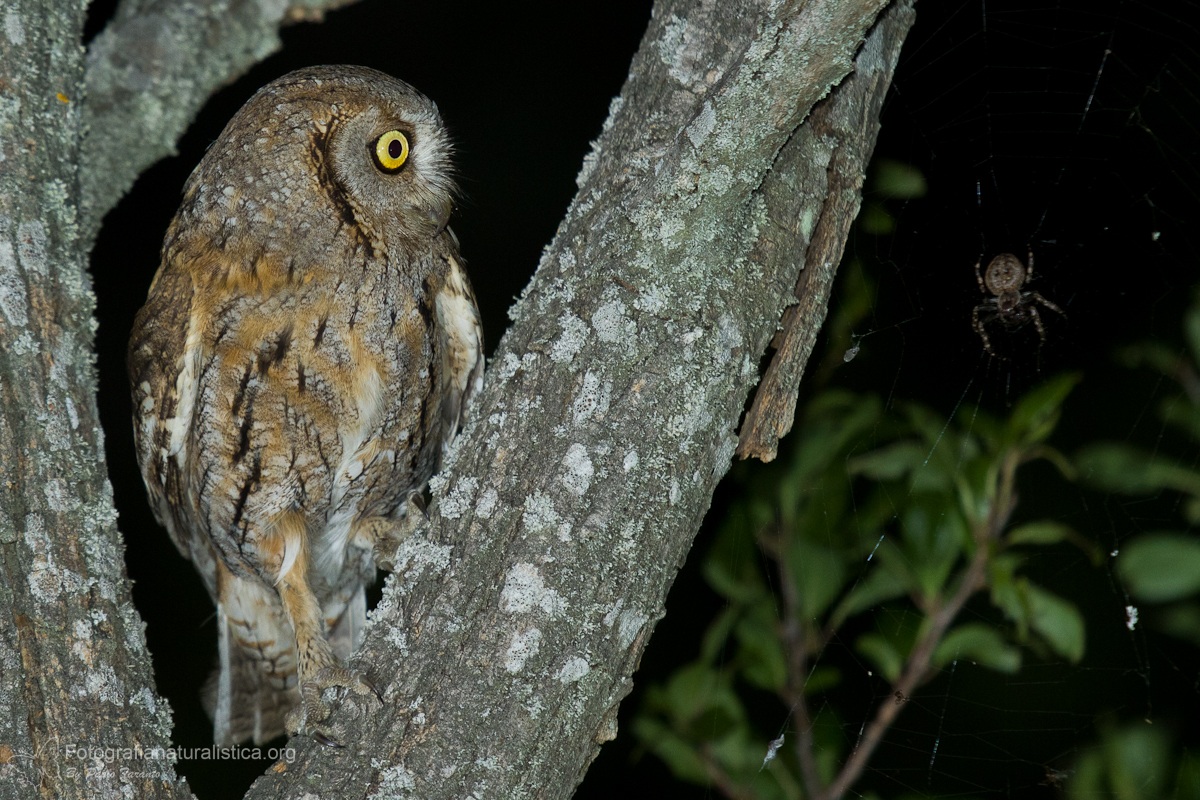 The Scops Owl and the spider
