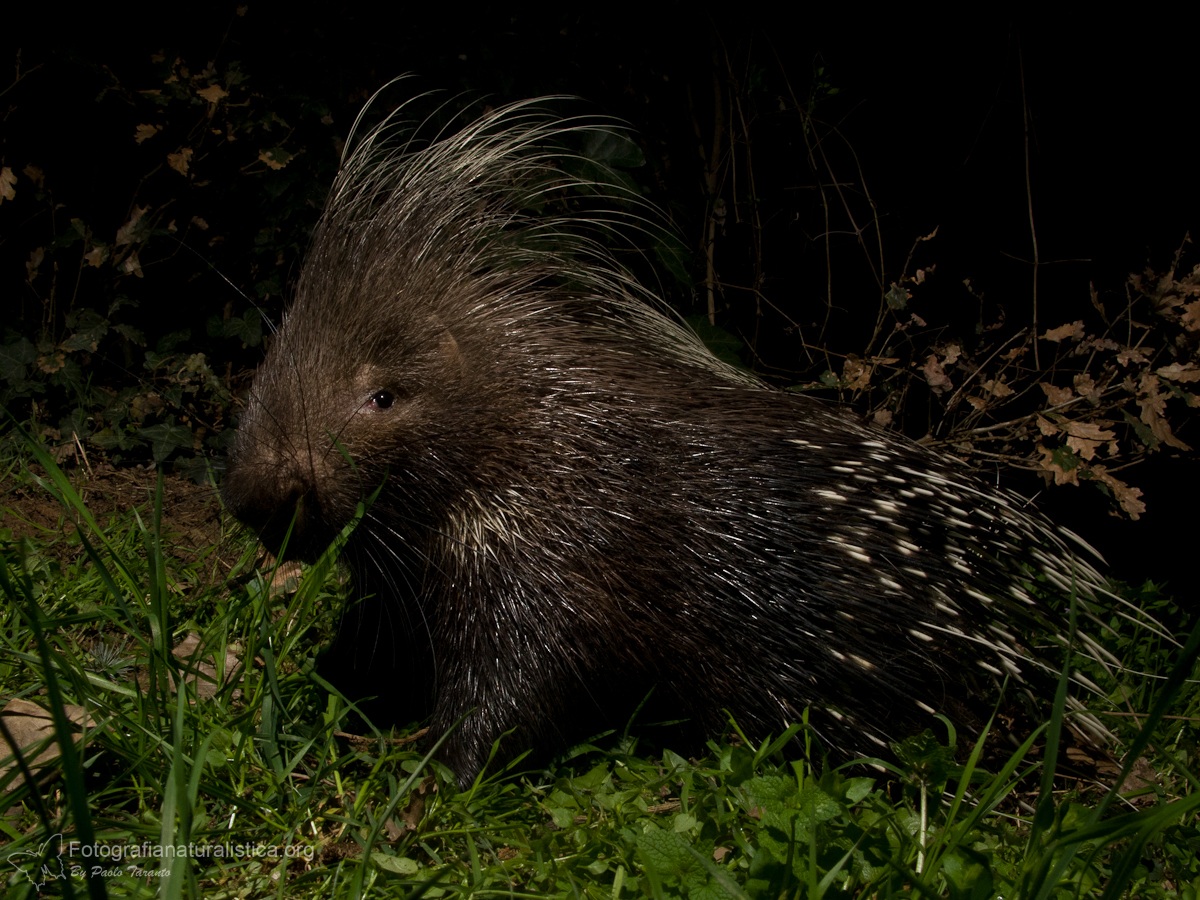 Porcupine (histrix cristata)