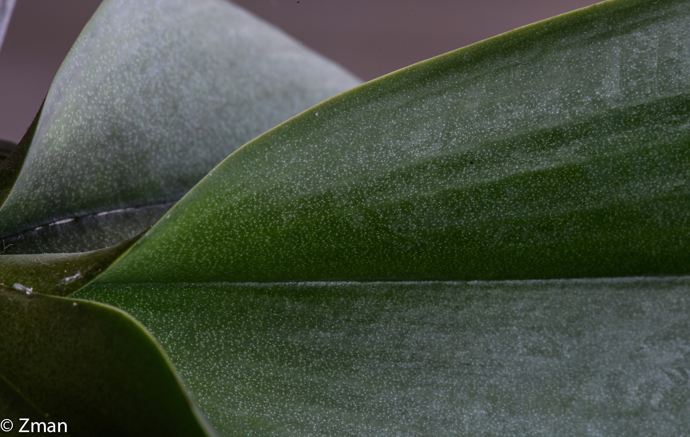 orchid Leaves