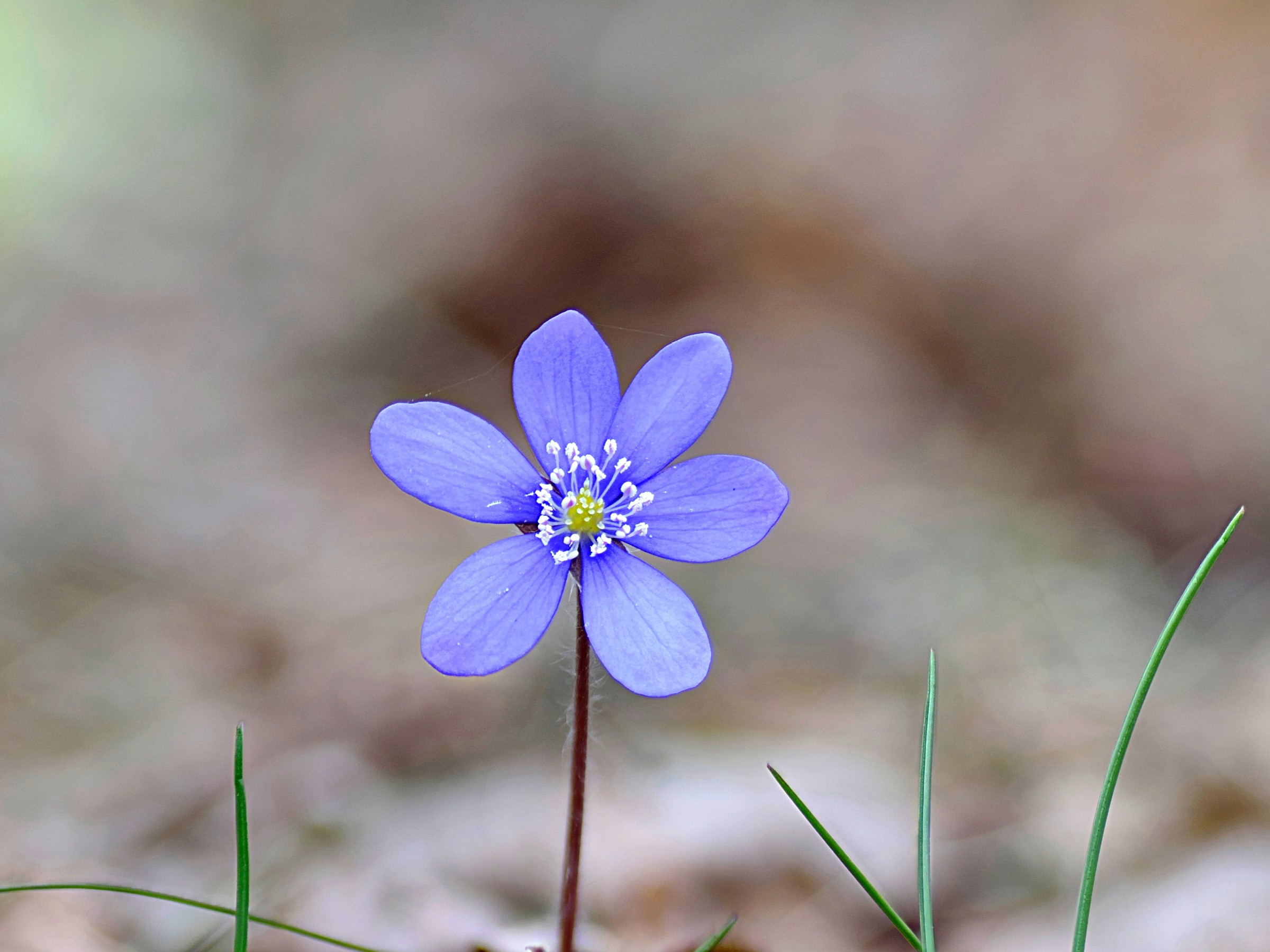 hepatica nobilis