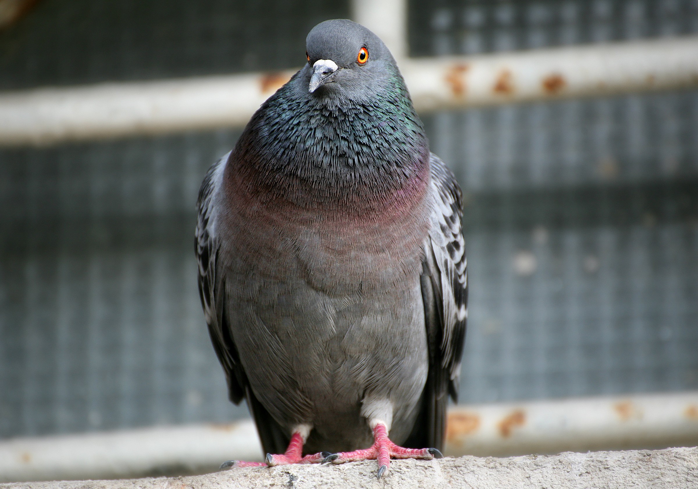 Pigeon.
