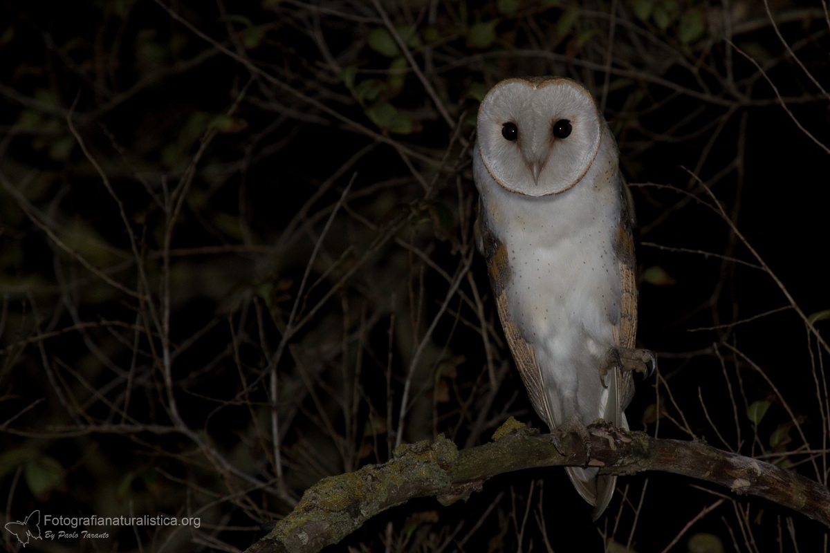 Barn Owl (Tyto alba)