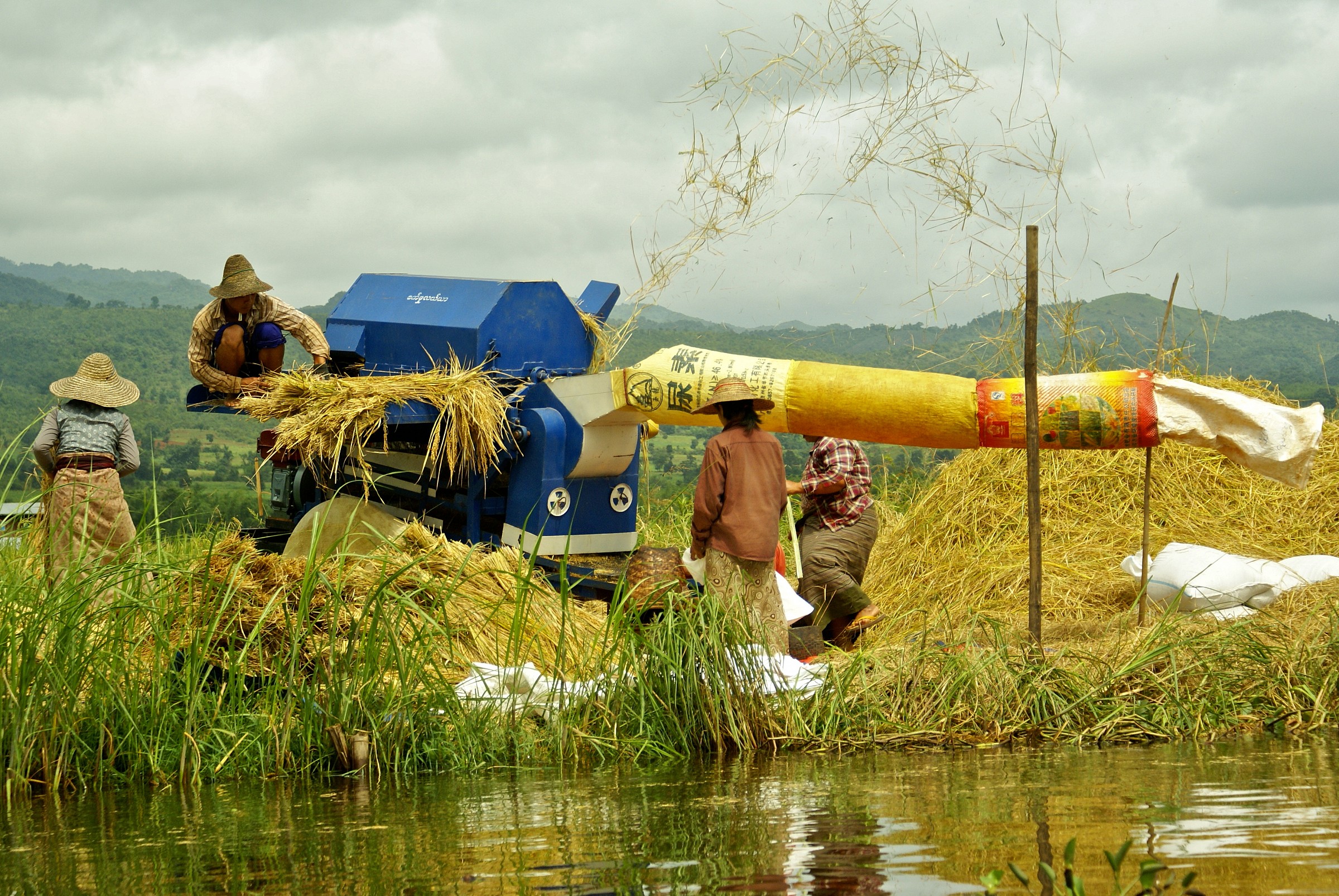 trebbiatura sul lago inle