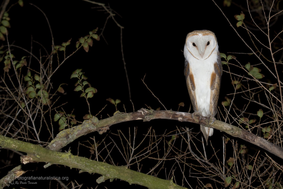 barbagianni (Tyto alba)