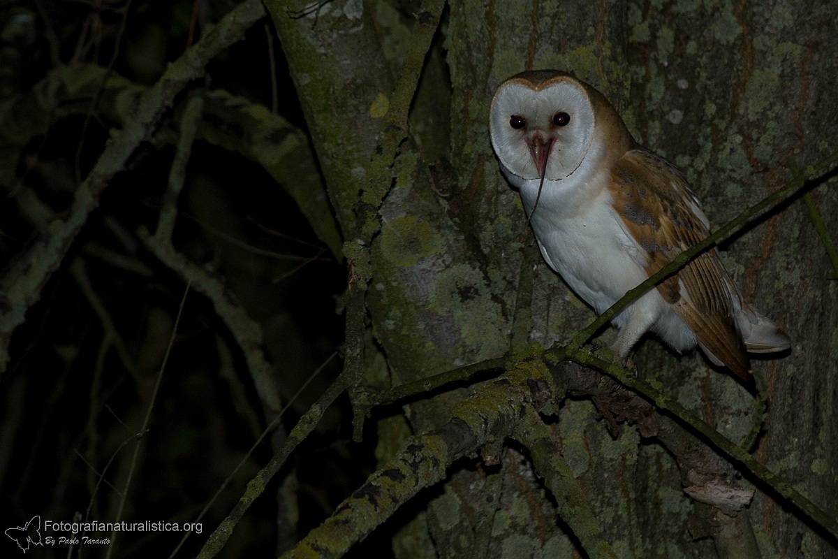 With mouse in mouth ... (Tyto alba)