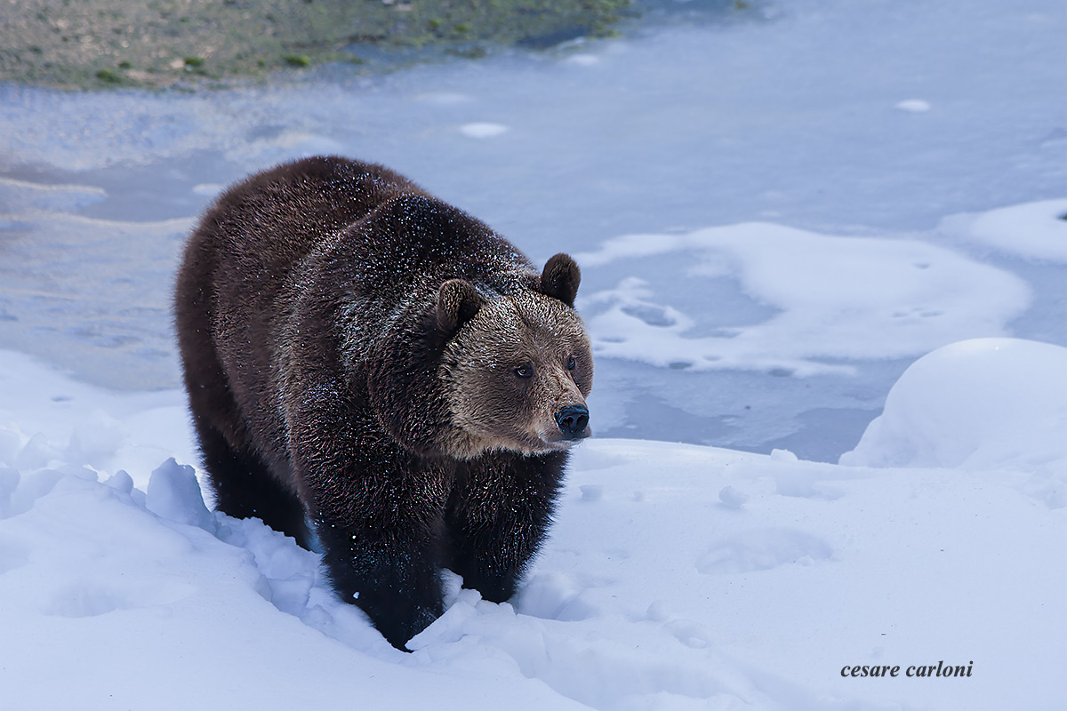 bear Bayerischer wald