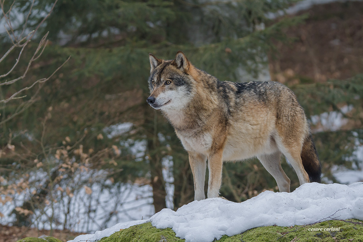 wolf Bayerischer wald