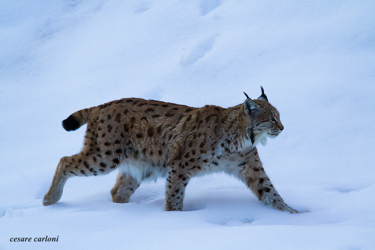 lince Bayerischer wald