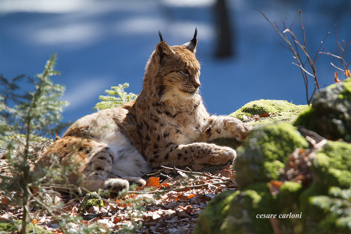 lince Bayerischer wald