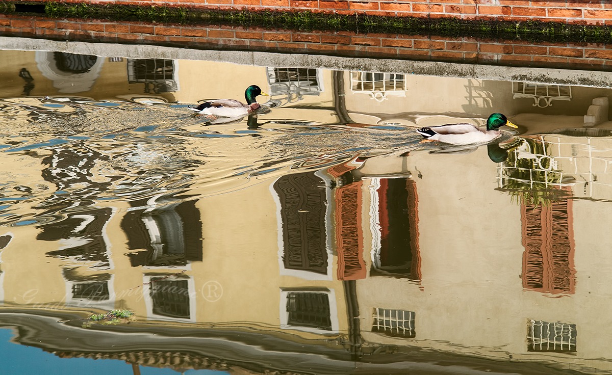 Comacchio, Mallard