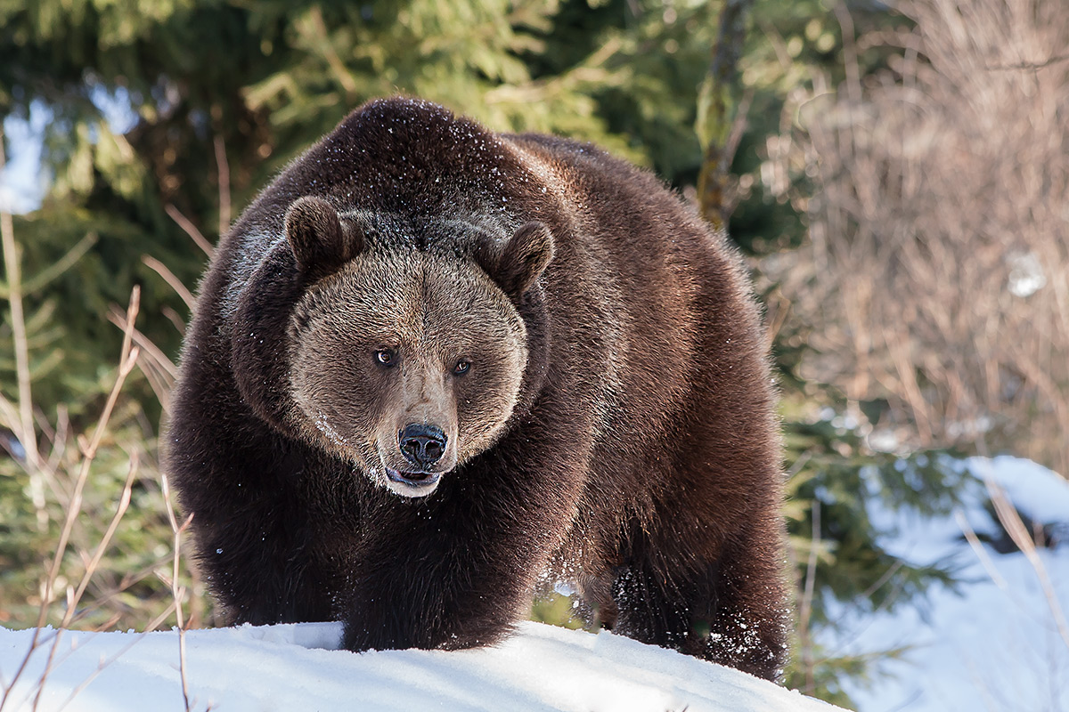 bear Bayerischer wald